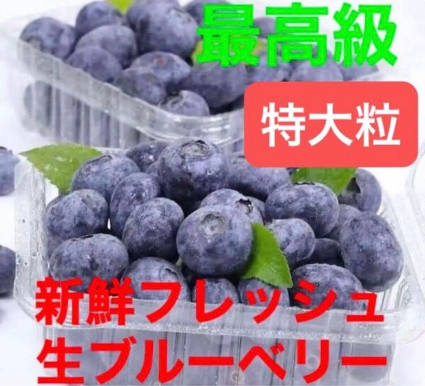 本日新入荷 超希少 特大粒秀品 高級採れたて 新鮮生ブルーベリー 数量限定 お得セット ラスト1点最終値下げ