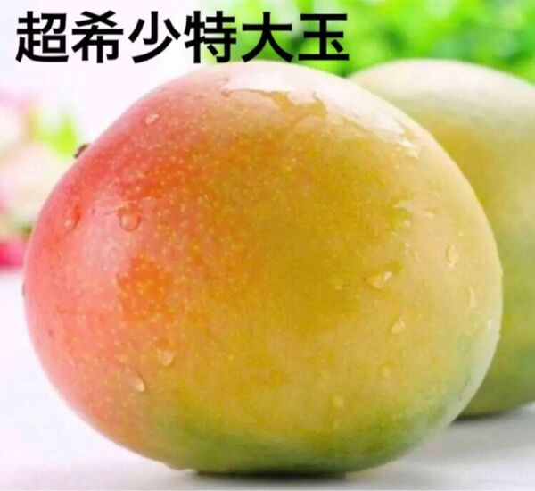 新入荷 希少品 新鮮最高級 アップルマンゴー大玉 激甘 お得セット2点限定