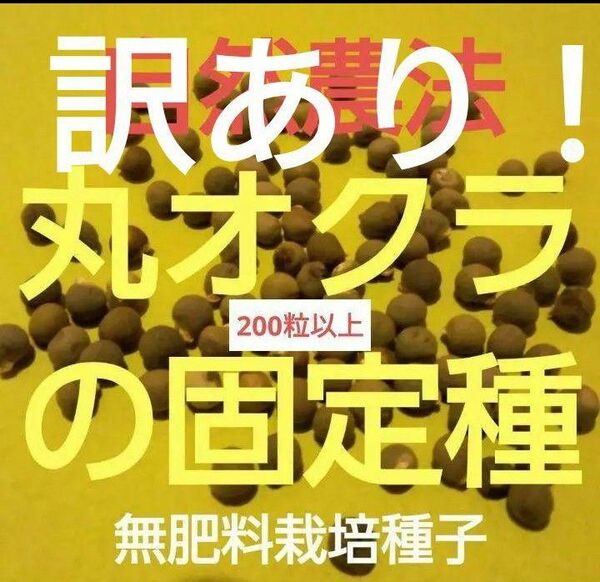 自然農法 訳あり 丸オクラの固定種200粒以上