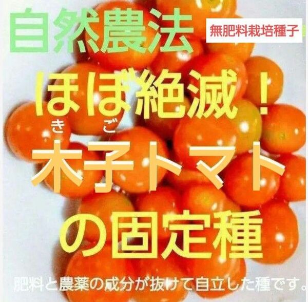 自然農法 木子トマトの固定種40粒以上