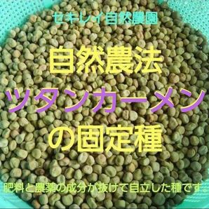 自然農法 ツタンカーメンの固定種20粒以上