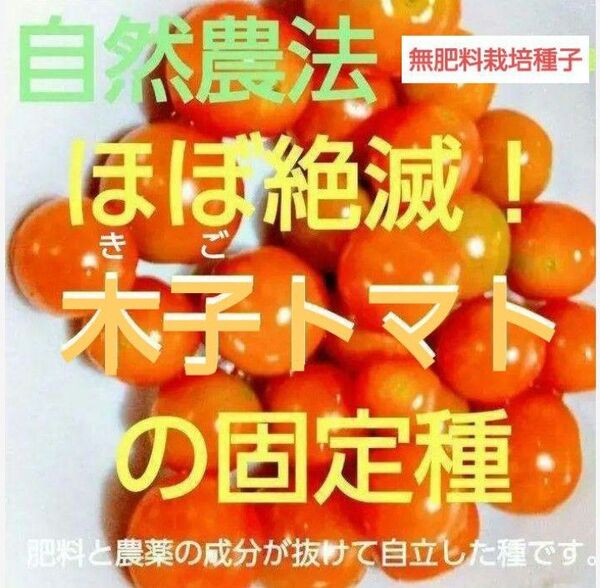 自然農法 木子トマトの固定種20粒以上