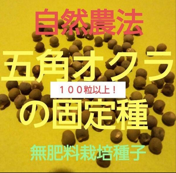 自然農法 五角オクラの固定種100粒以上