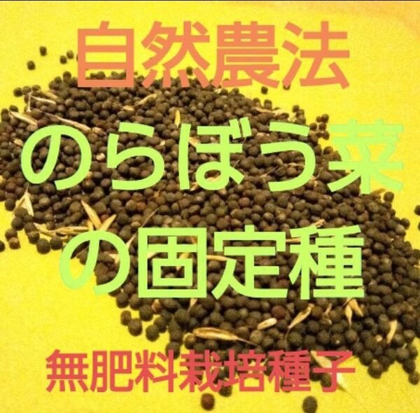 自然農法 のらぼう菜の固定種500粒以上