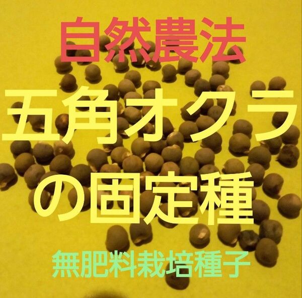自然農法 五角オクラの固定種50粒以上