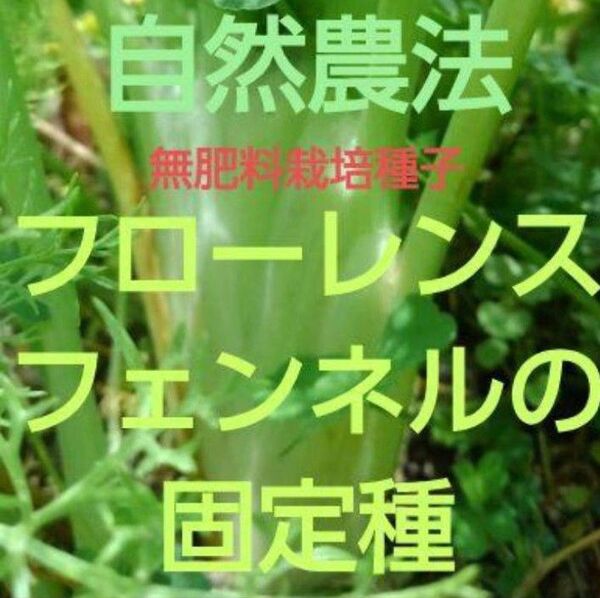 自然農法 フローレンスフェンネルの固定種25粒以上