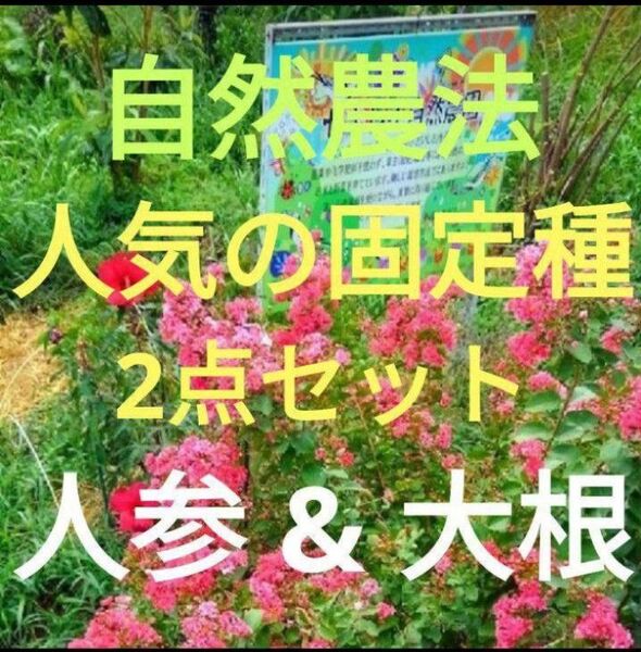 自然農法 人気の固定種セット(人参&大根)