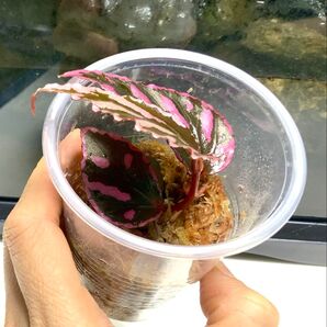 ベゴニア ジュラウぼっち株 抜き苗