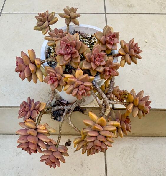 多肉植物 ブロンズ姫 グラプトペタルム 3本 カット苗