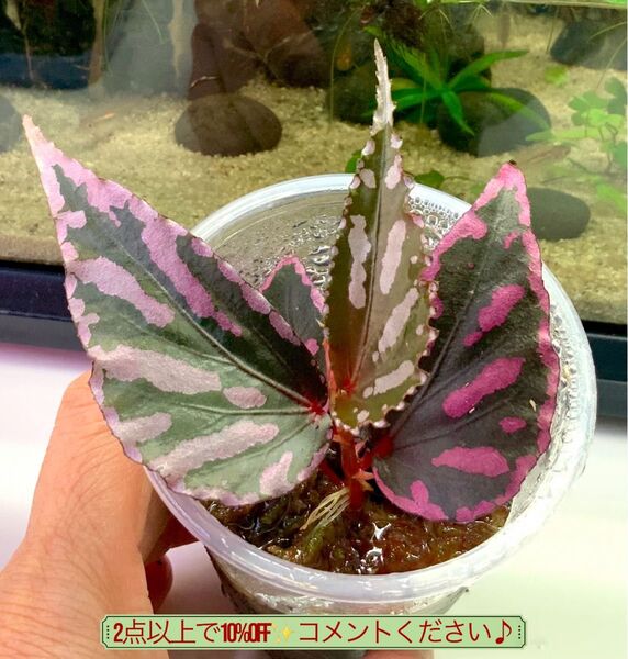 ベゴニア ジュラウぼっち株 抜き苗