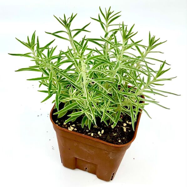 多肉植物 フクリンマンネングサ