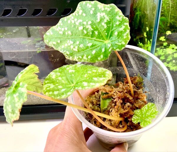 原種ベゴニア フォルモサナ(Begonia formosana)