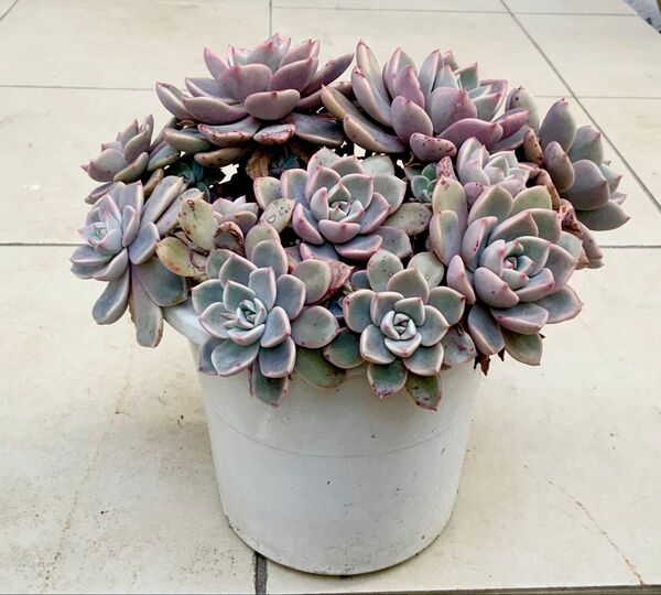 多肉植物 ピンクプリティ 3本 カット苗