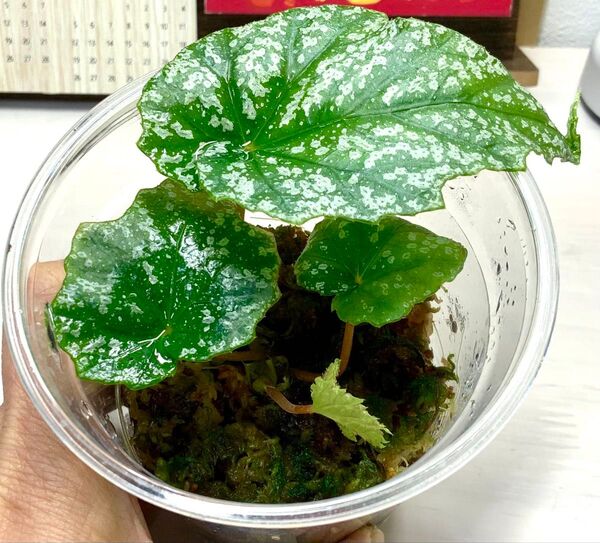 Begonia formosana原種ベゴニア フォルモサナ