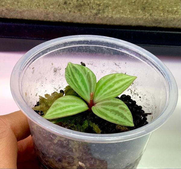 ペペロミアプテオラータ カット苗 発根済み