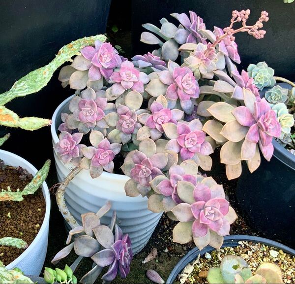 ☆ 多肉植物 パープルディライト 3本 カット苗 ☆