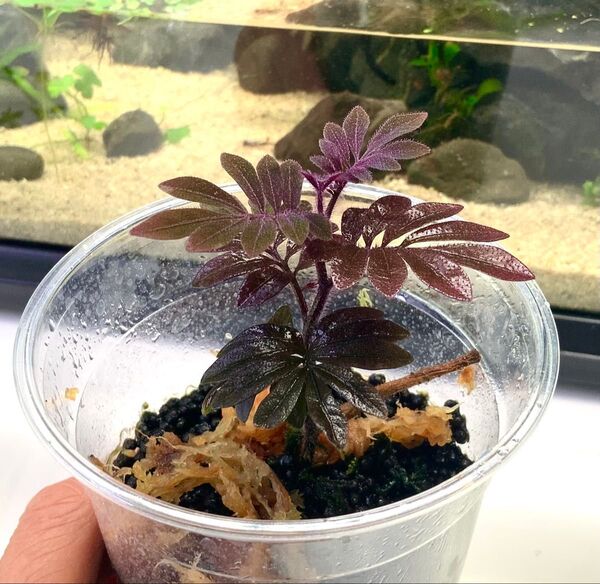 ソラナム ウレアナム(Solanum uleanum)