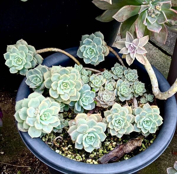 多肉植物 白牡丹 3本 カット苗