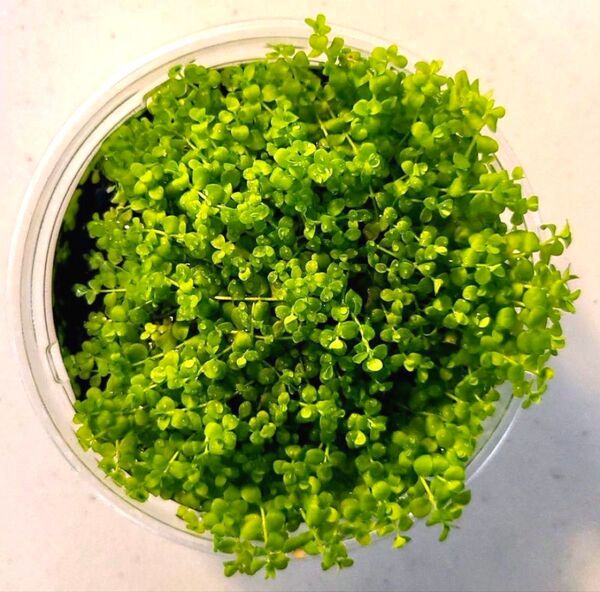 ニューラージパールグラス(無農薬)・水草・前景草