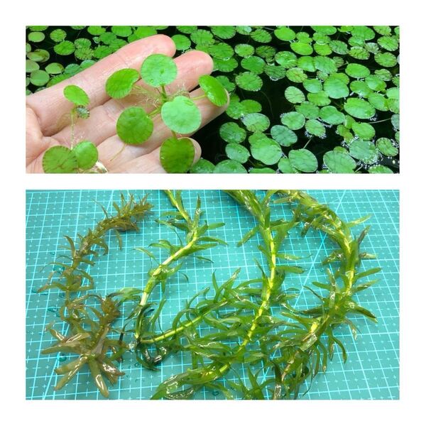 無農薬! 後景+浮き草セット