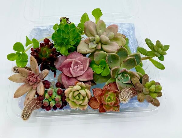 多肉植物 サボテンのユニークなセット!★ 寄せ植えにぴったり!