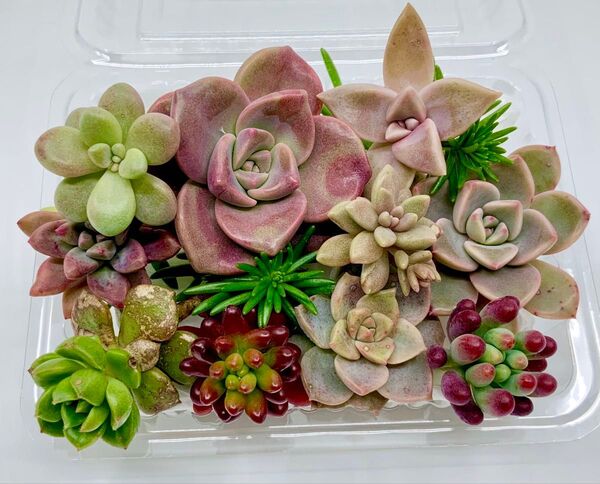 多肉植物 カット苗★寄せ植えに