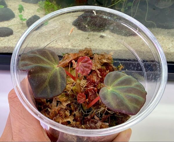 ベゴニア サラワク Begonia sp.Sarawak