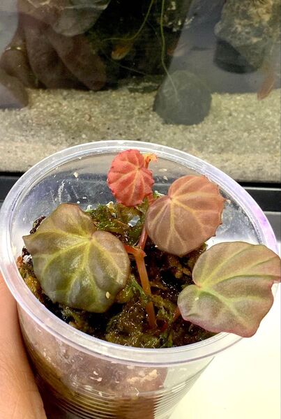 ベゴニア サラワク Begonia sp.Sarawak