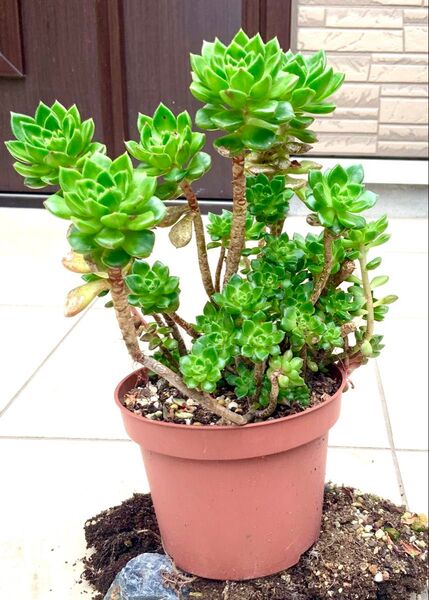 ☆ 多肉植物 レディジア 3本 カット苗 ☆
