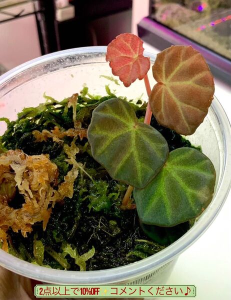 ベゴニア サラワク Begonia sp.Sarawak