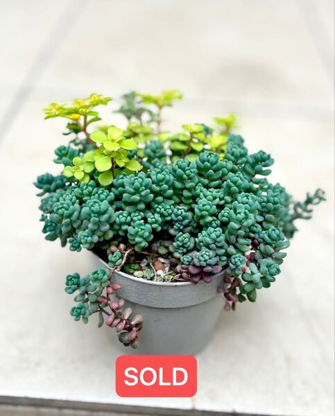 SOLD_セダム寄せ植え/2種ミックス/多肉植物 抜き苗