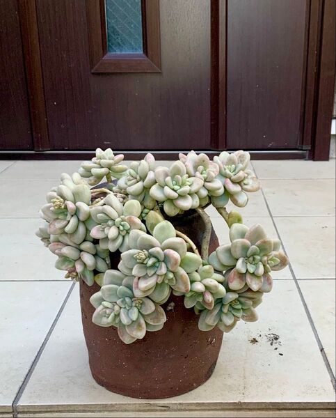 多肉植物 だるま秀麗 3本 カット苗
