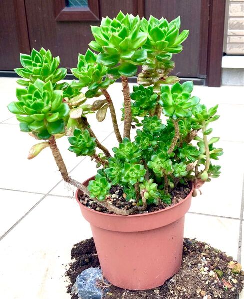☆ 多肉植物 レディジア 3本 カット苗 ☆