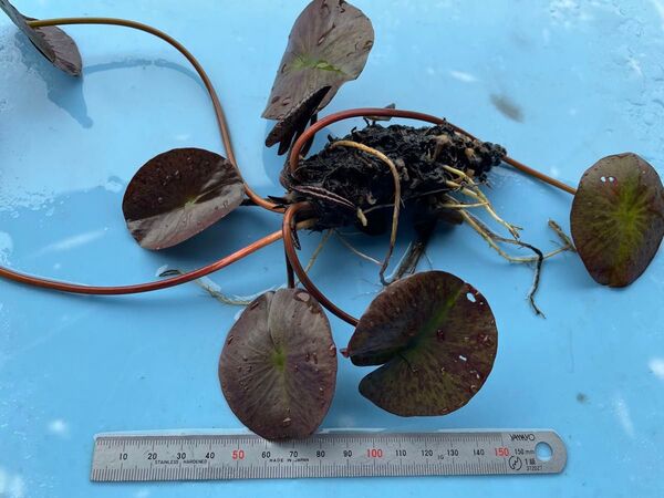 【睡蓮】サイアムパープル1 水蓮 スイレン 亜属間交配種 耐寒性