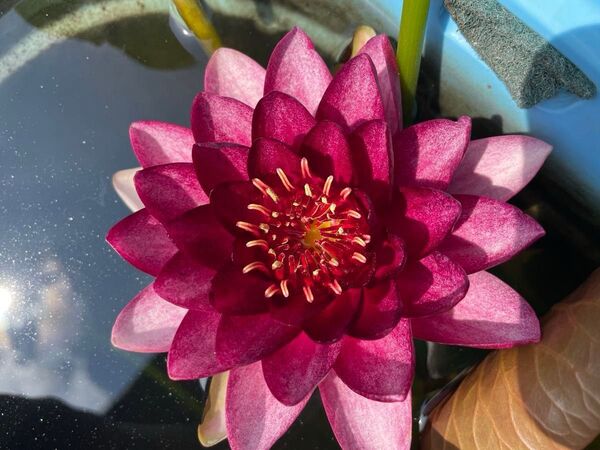 【睡蓮】オールモストブラック 水蓮 スイレン 耐寒性 温帯