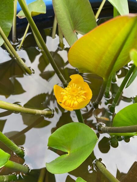 【睡蓮】コウホネ 河骨 水蓮 スイレン 耐寒性 温帯