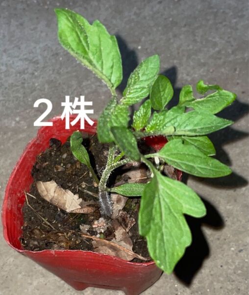 ミニトマト苗2株