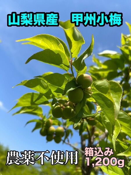 山梨県産 農薬不使用 甲州小梅 カリカリ梅 青梅 農家直送 箱込み1,200グラム以上