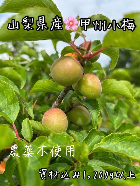 山梨県産 農薬不使用 甲州小梅 梅干しや梅ジュースに 農家直送 箱込み1200g以上