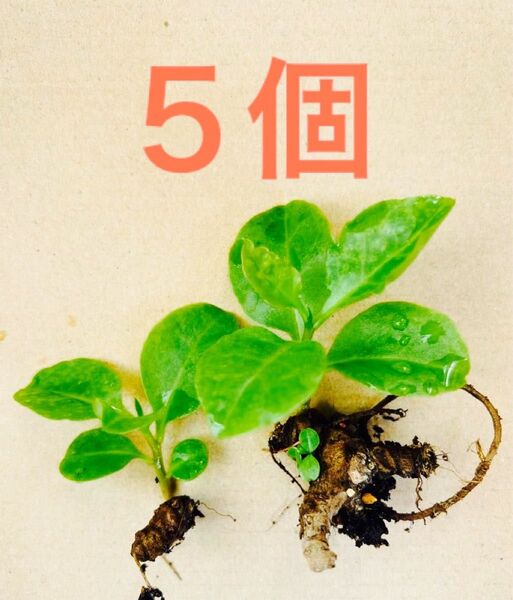 オカワカメ苗 5個 親株発芽苗/むかご発芽苗