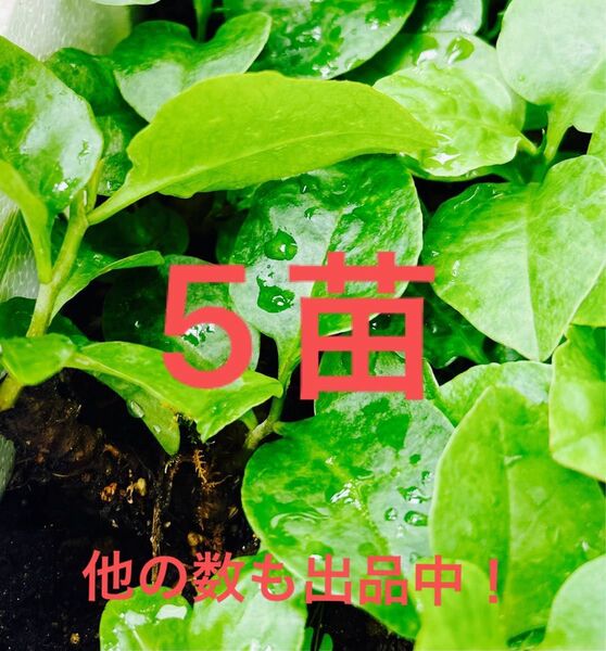 オカワカメ苗 5個 親株発芽苗orむかご発芽苗