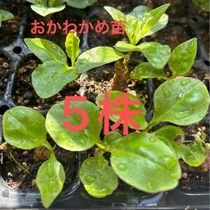 おかわかめ苗 5個 むかご発芽苗or親株発芽苗