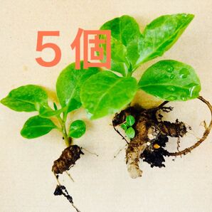 おかわかめ苗 5個 むかご発芽苗/親株発芽苗