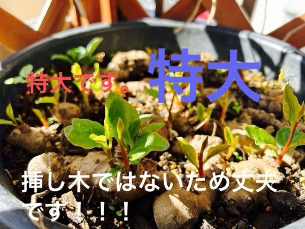 特大オカワカメ 発芽苗 10個 特大親株(丈夫!)