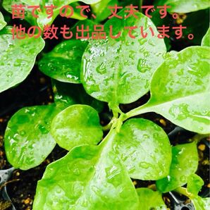 おかわかめ苗 5個 親株発芽苗/むかご苗