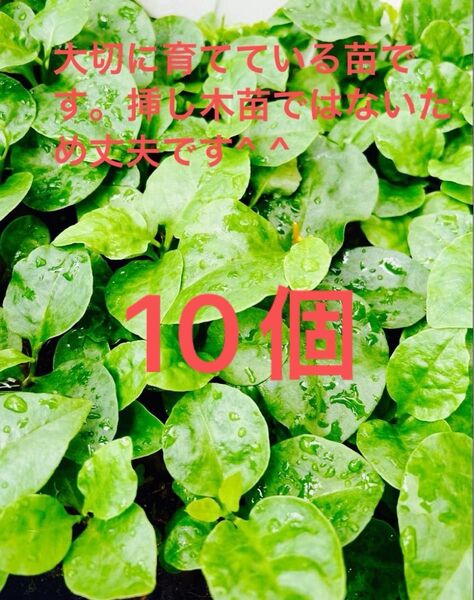 オカワカメ苗 10個 むかご苗/親株発芽苗