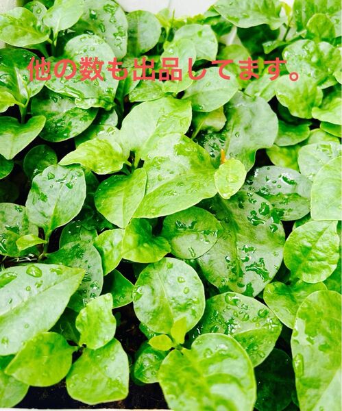 おかわかめ苗 5個 親株発芽苗/むかご苗