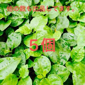 おかわかめ苗 5個 親株発芽苗/むかご苗