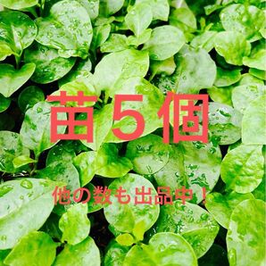 オカワカメ苗 5個 むかご発芽苗/親株発芽苗