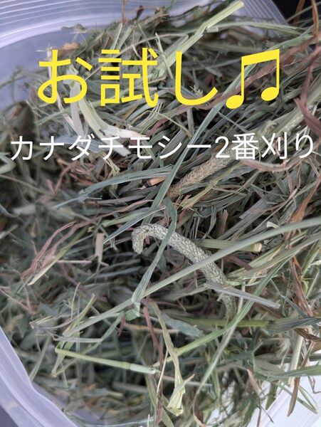 お試しSALE 50g カナダ産スーパープレミアムチモシー2番刈り